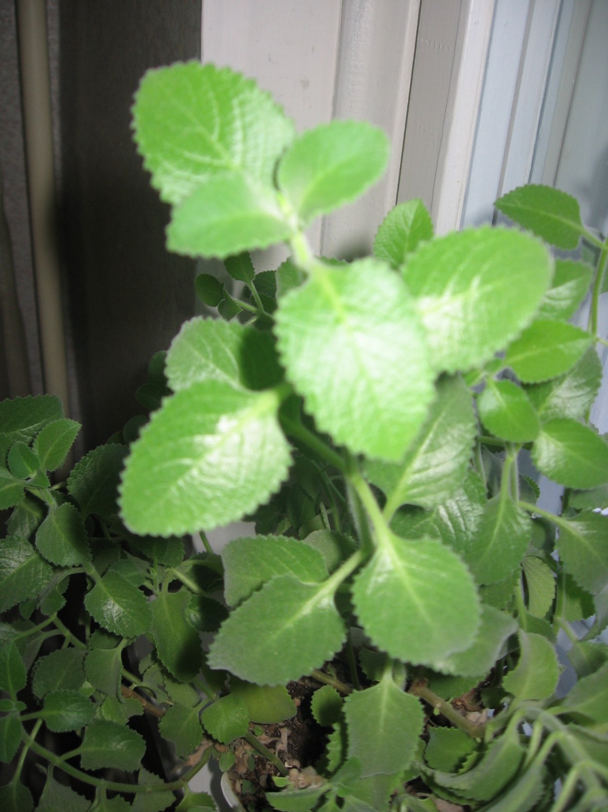 Плектрантус кубинский орегано