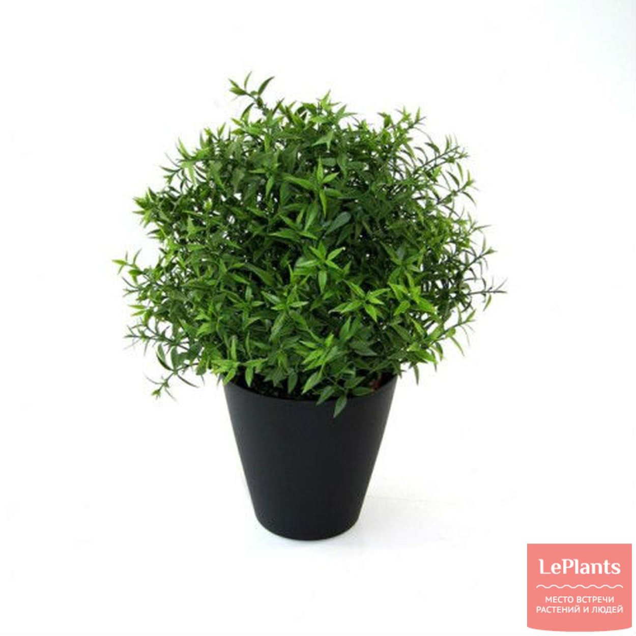 Алоизия трёхлистная Вербена лимонная