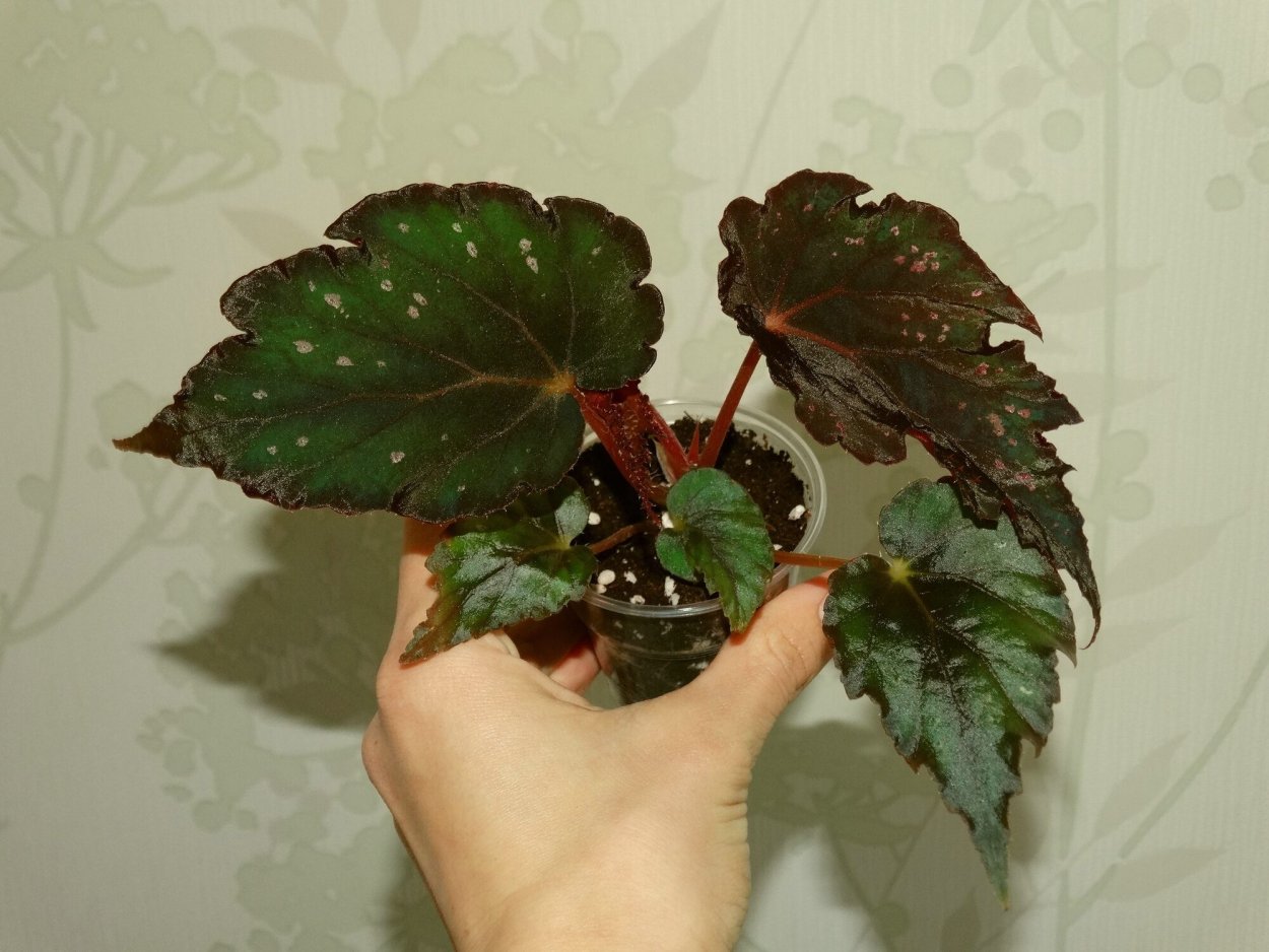 Бегония декоративнолиственная черный принц