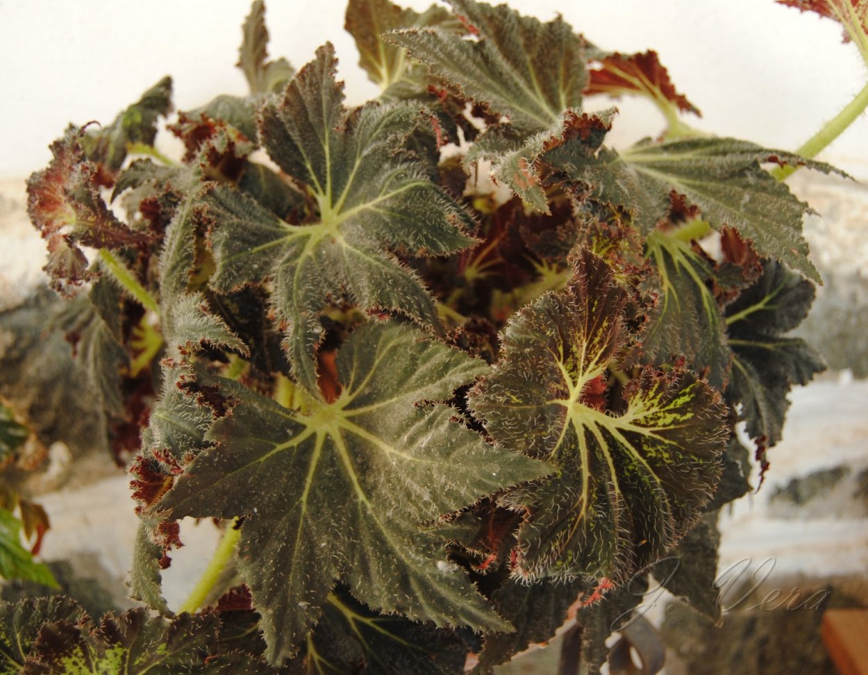 Бегония autumn Edge