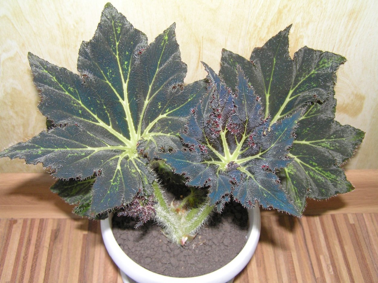 Бегония Black Knight