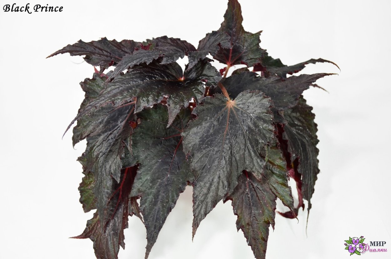 Бегония Black Prince