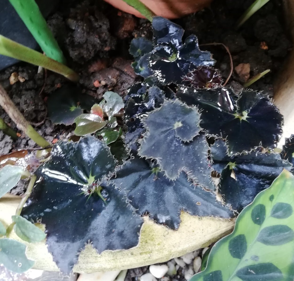 Бегония черный принц