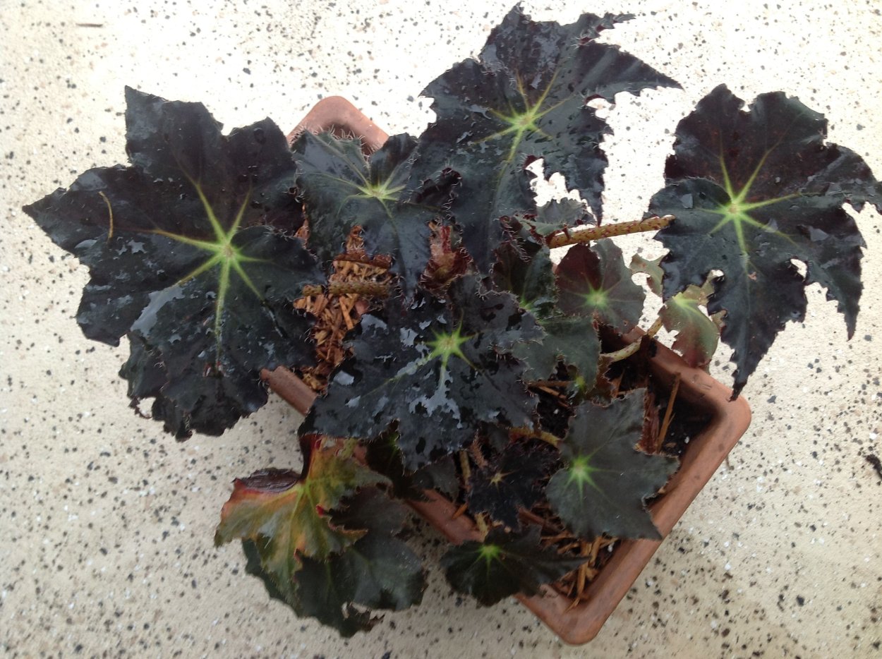 Бегония Black Taffeta