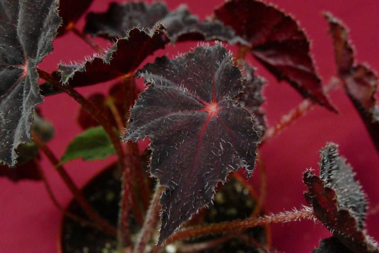 Фиалка АВ 751-61