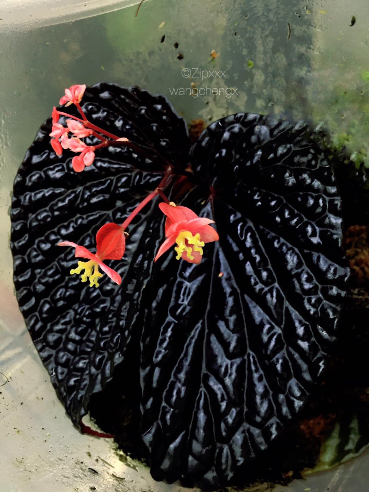 Бегония ‘Begonia ‘Pink Champagne’