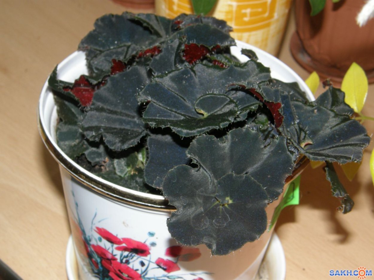 Бегония Helen Teupel