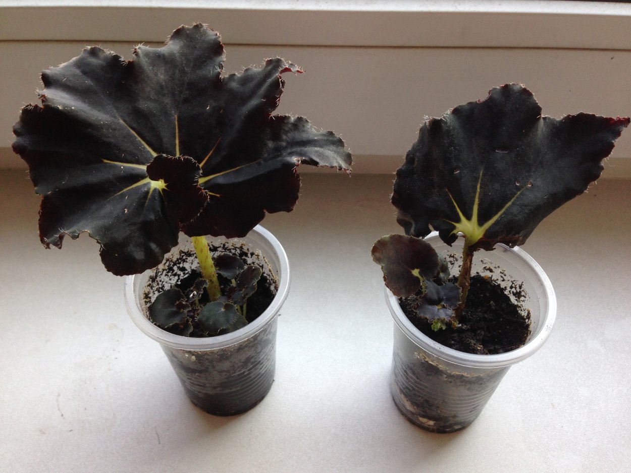 Бегония Black Prince