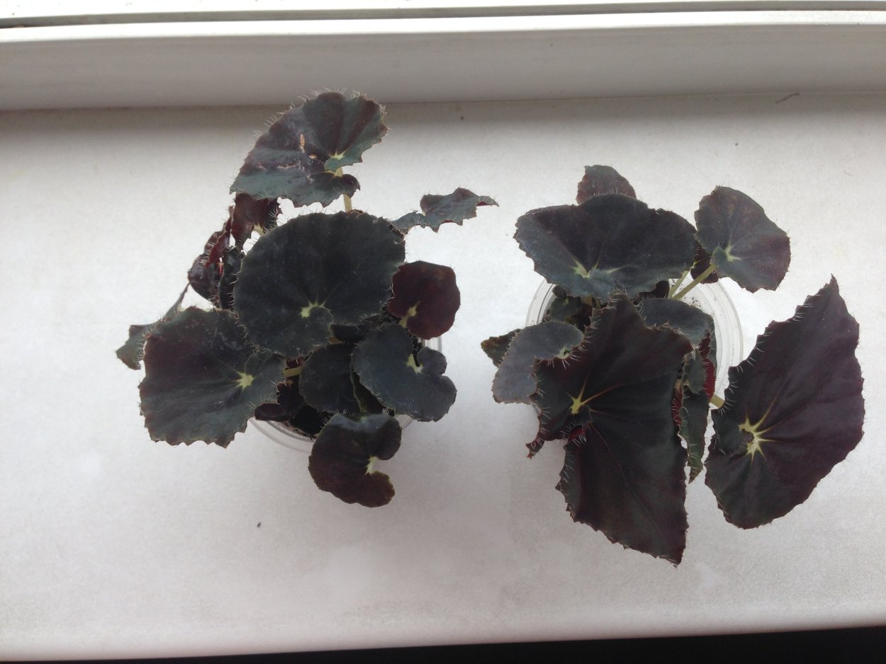 Бегония Блэк мамба