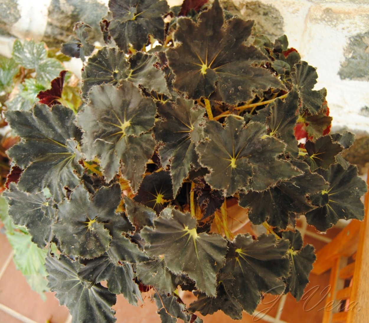 Бегония Бауэра "Black Velvet"