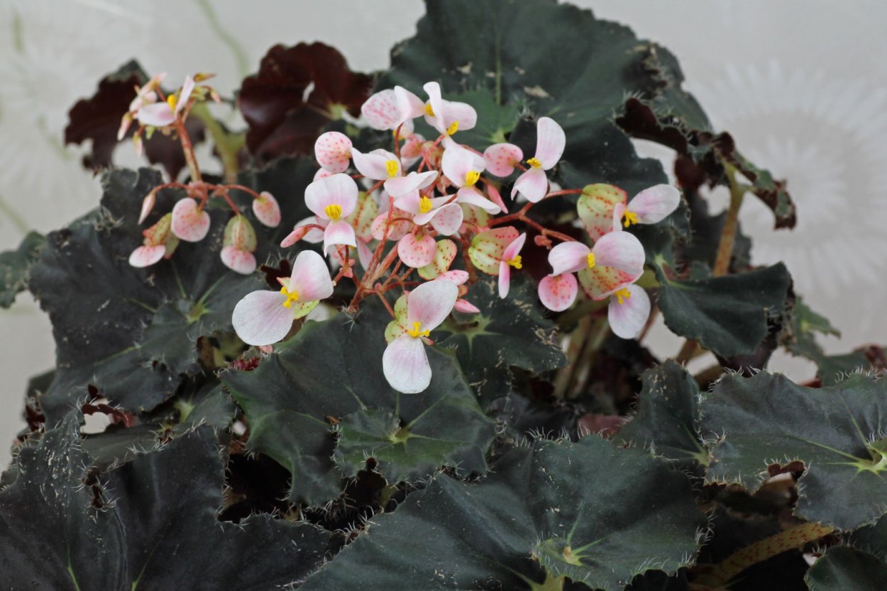 Бегония Блэк Фанг