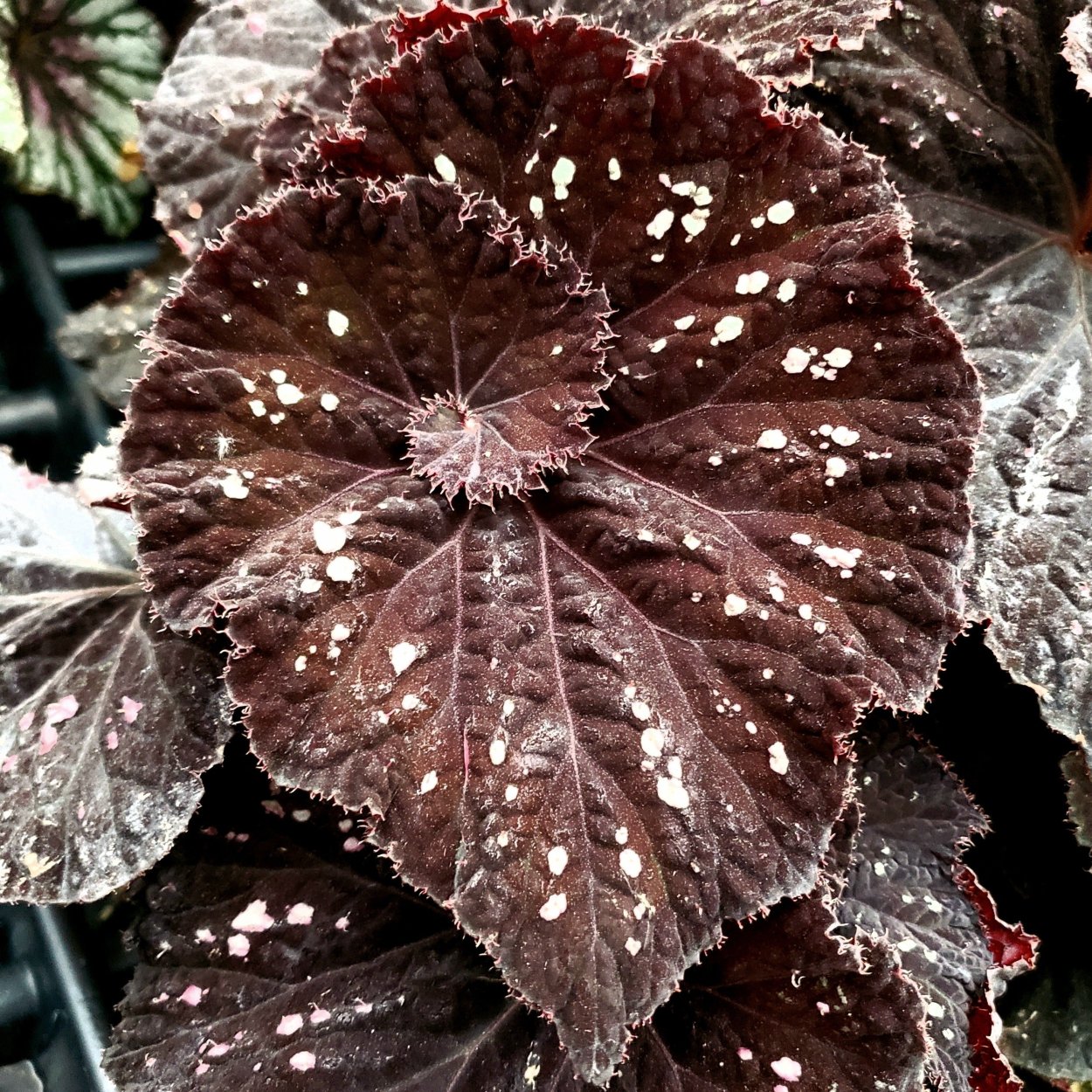 Бегония Блэк Фанг