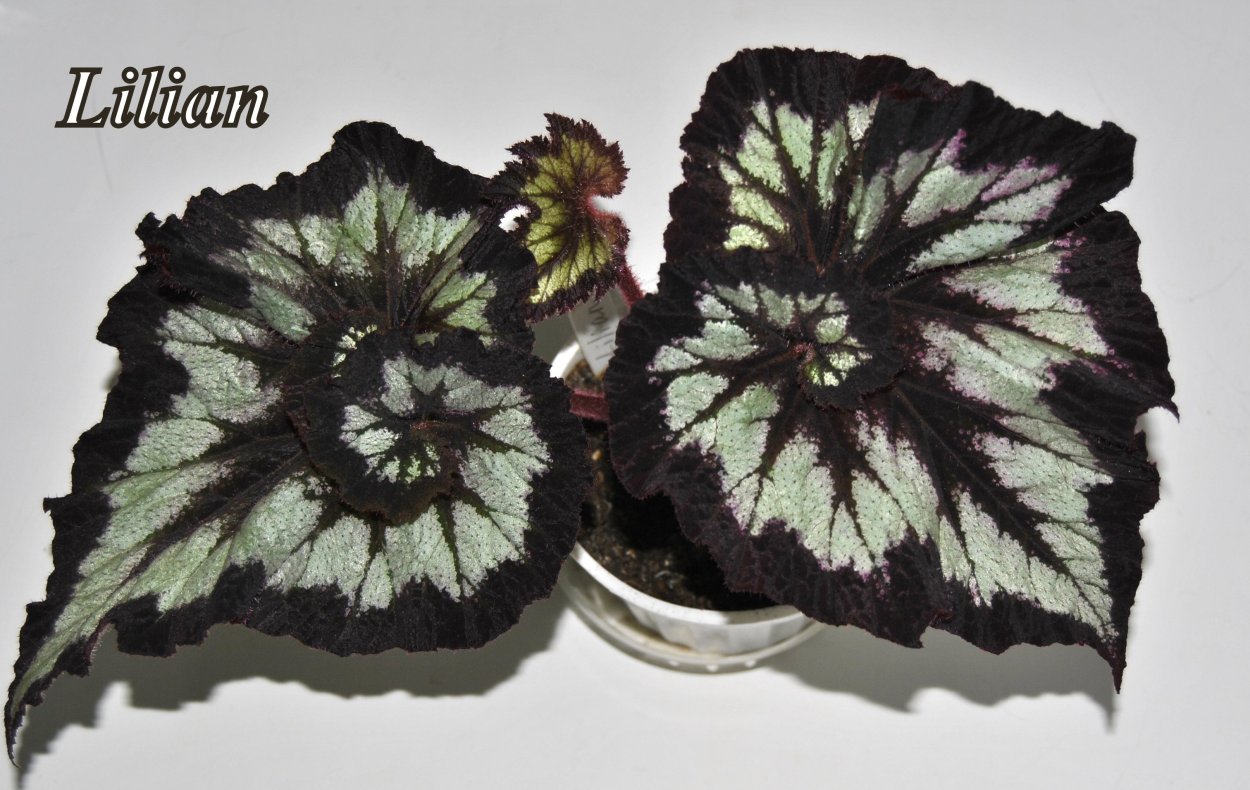 Бегония DS призрак