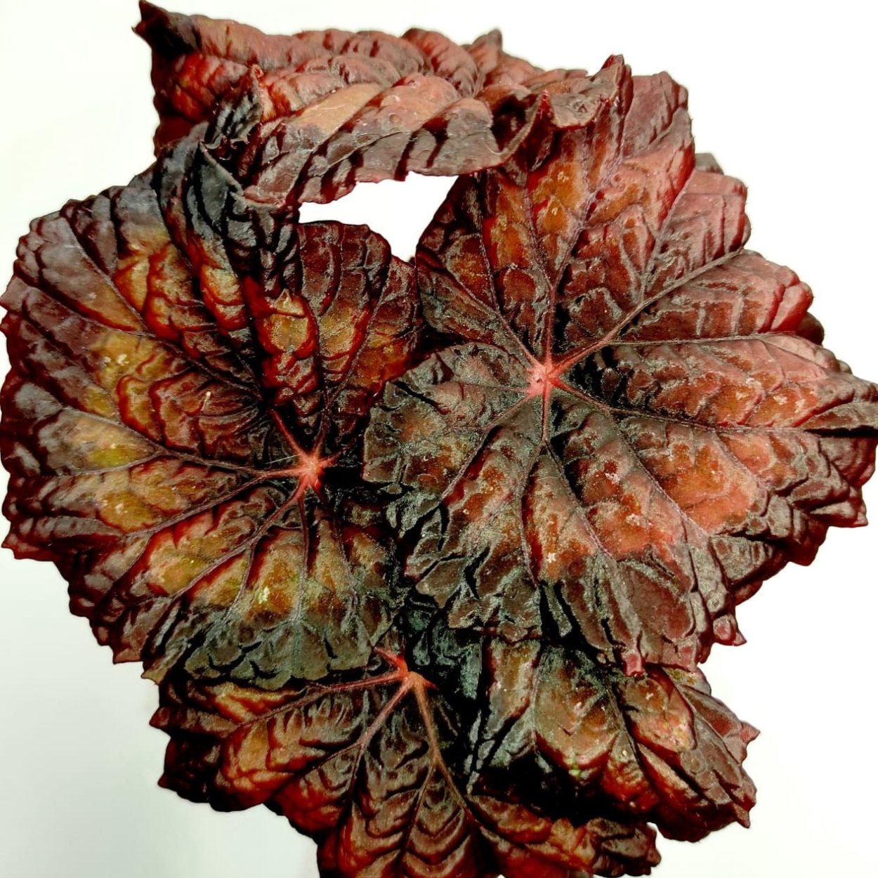 Бегония дарк Мамбо