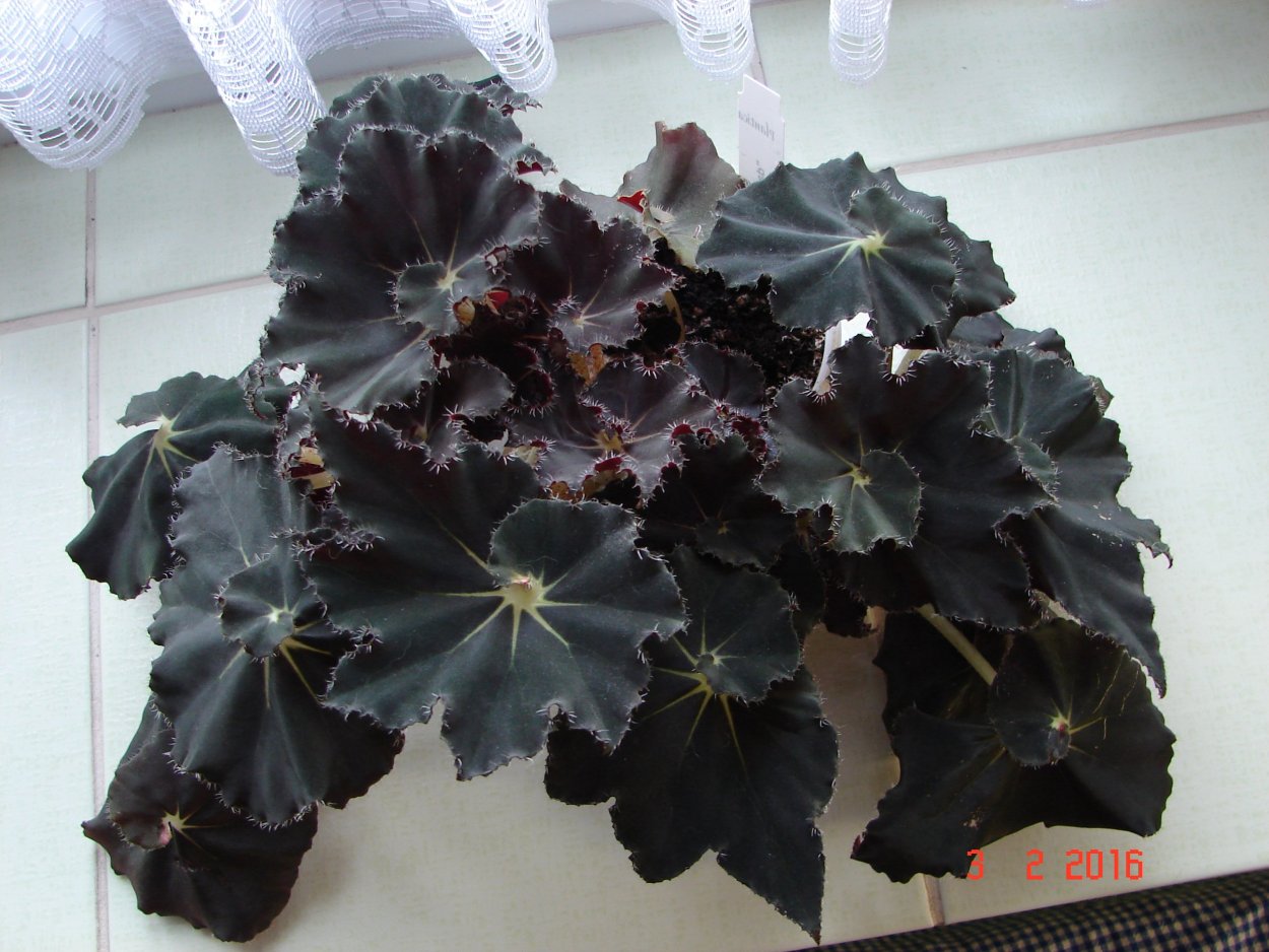 Бегония Kurodiya