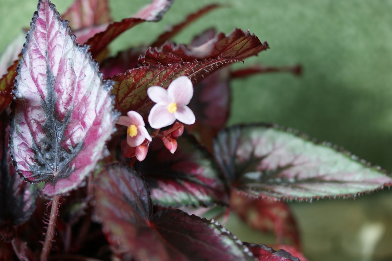 Бегония Пандора