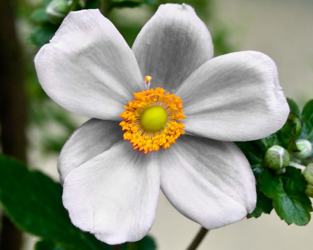 Нарцисс Ирен Коупленд