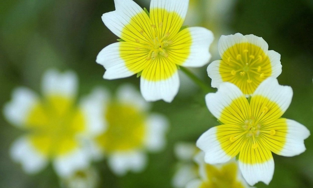 Сердцевина ромашки