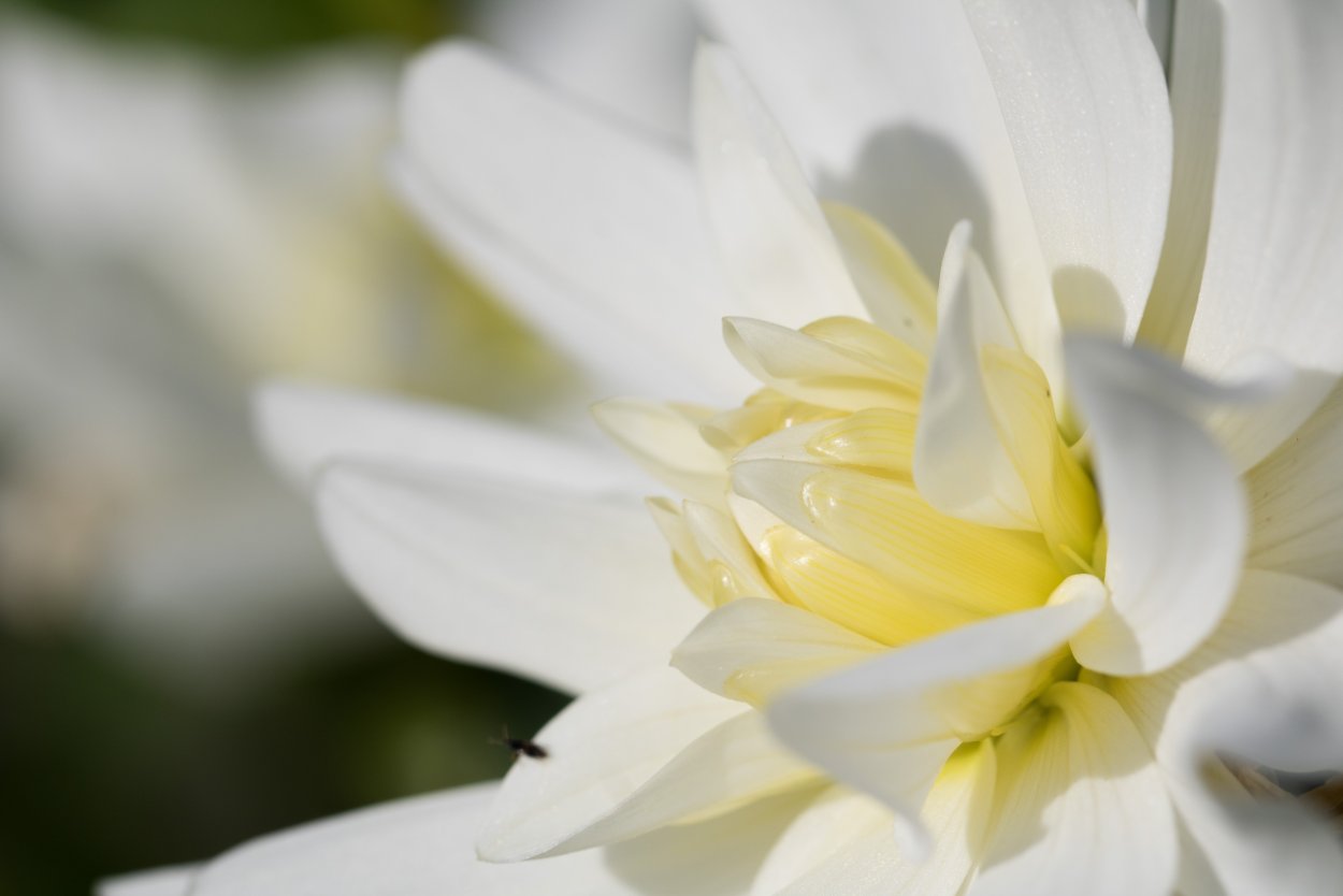 Желтая серединка ромашки