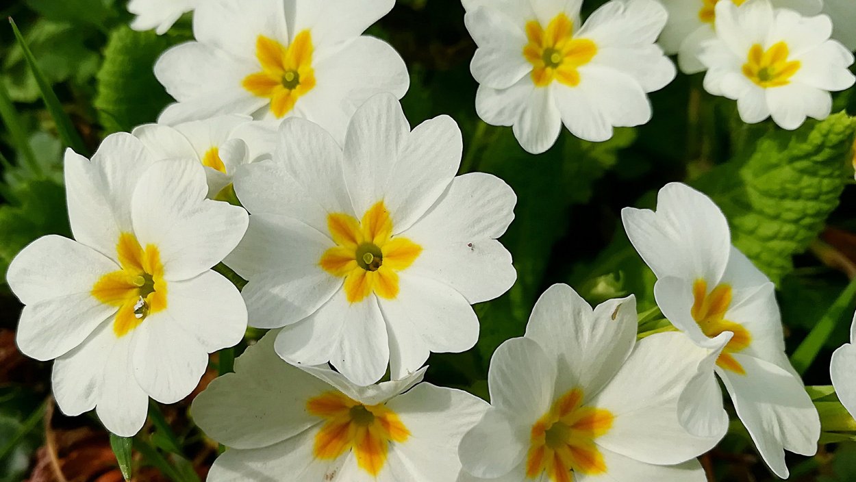 Цветок белый с желтой серединой