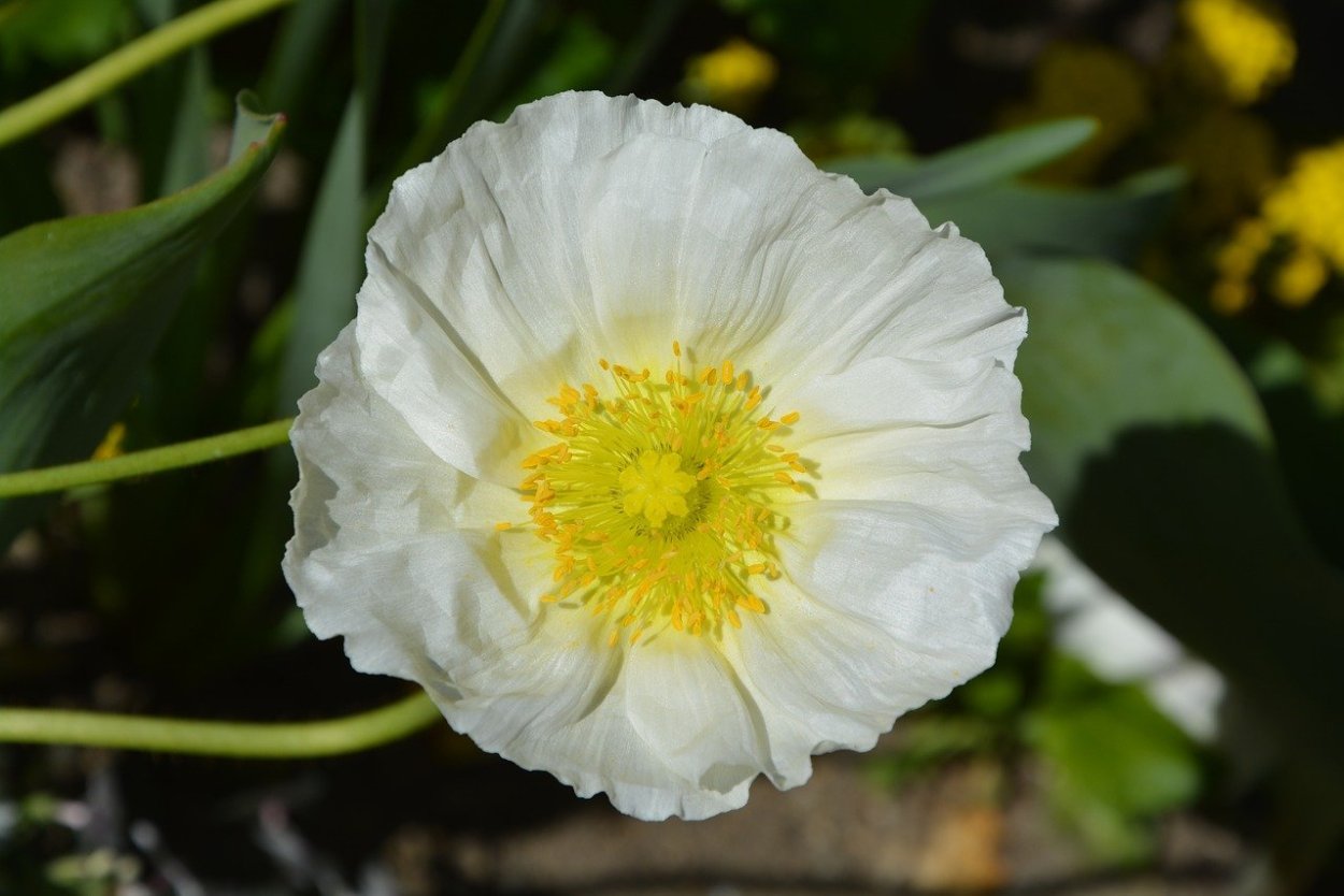 Примула белая с желтой серединкой