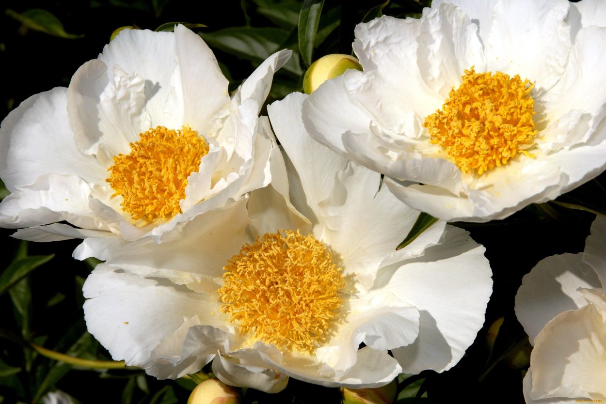 Ромашки картинки