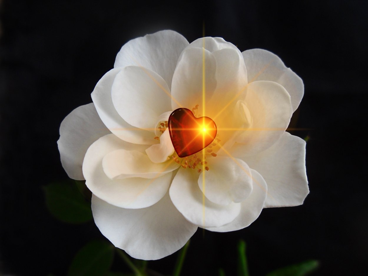 Пион Krinkled White