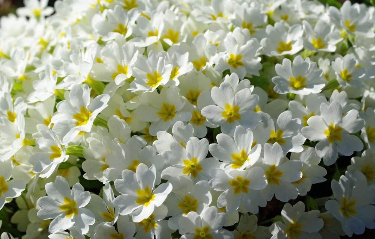 Нарцисс Sinopel