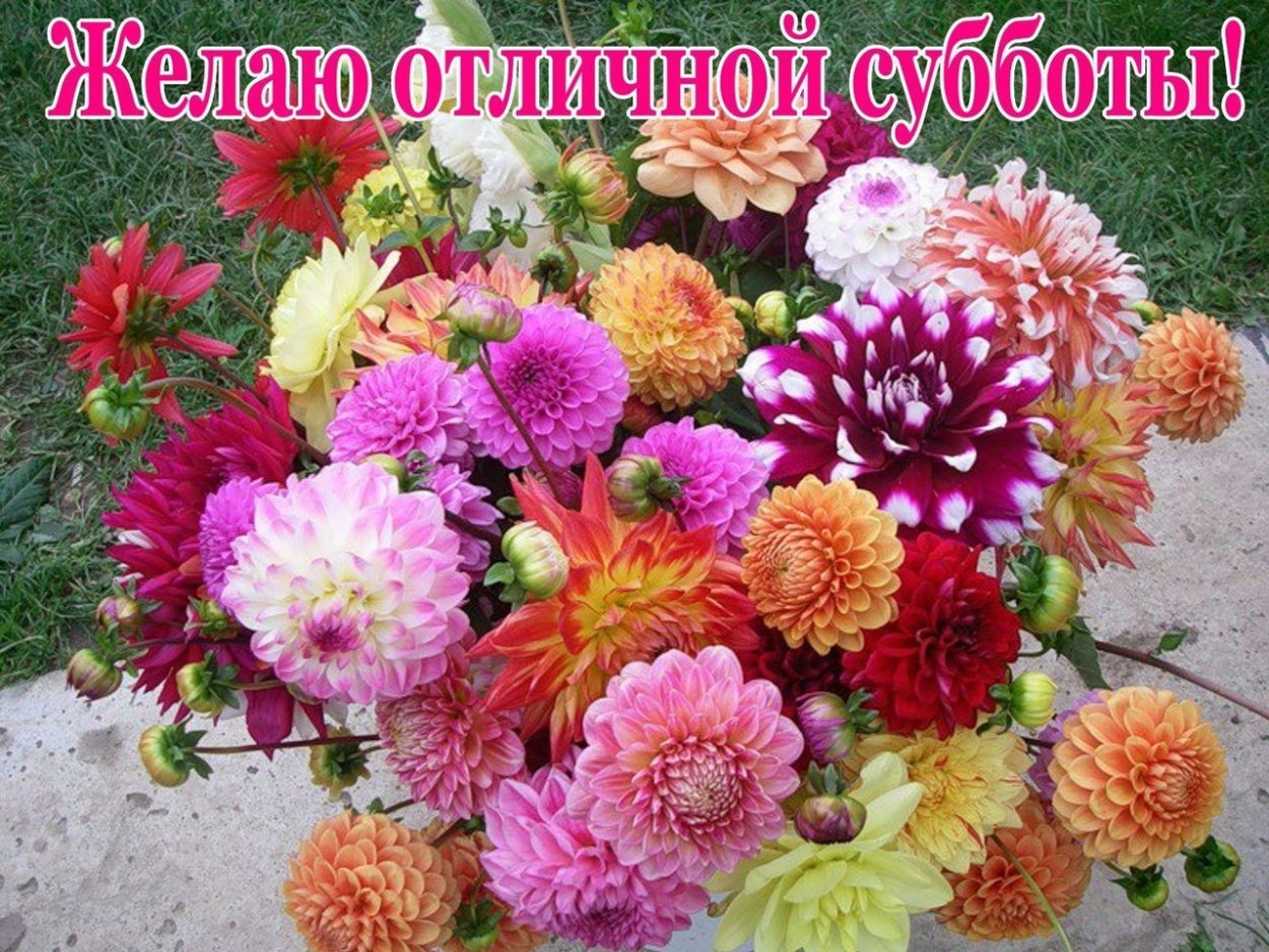 Астры георгины хризантемы