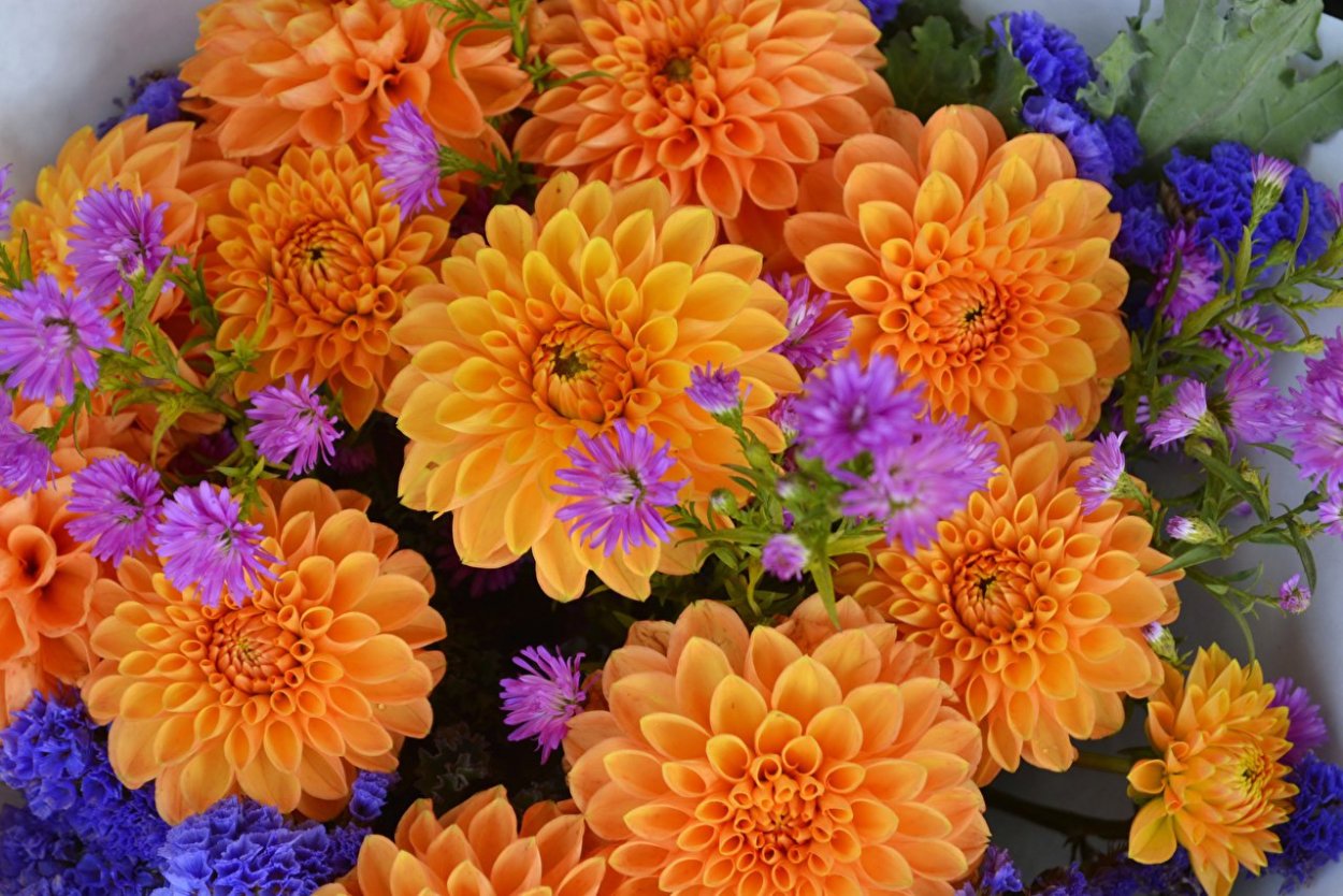 Осенний букет астры георгины