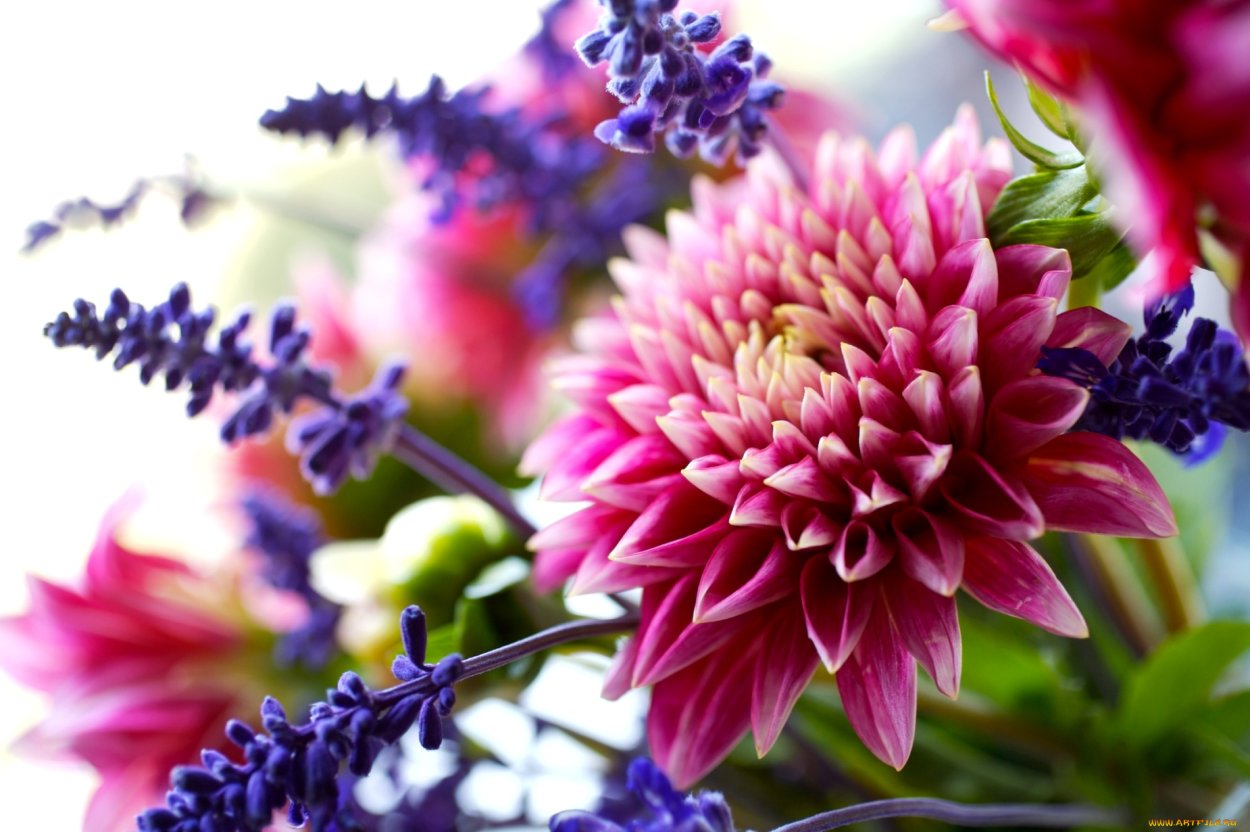 Астры георгины хризантемы