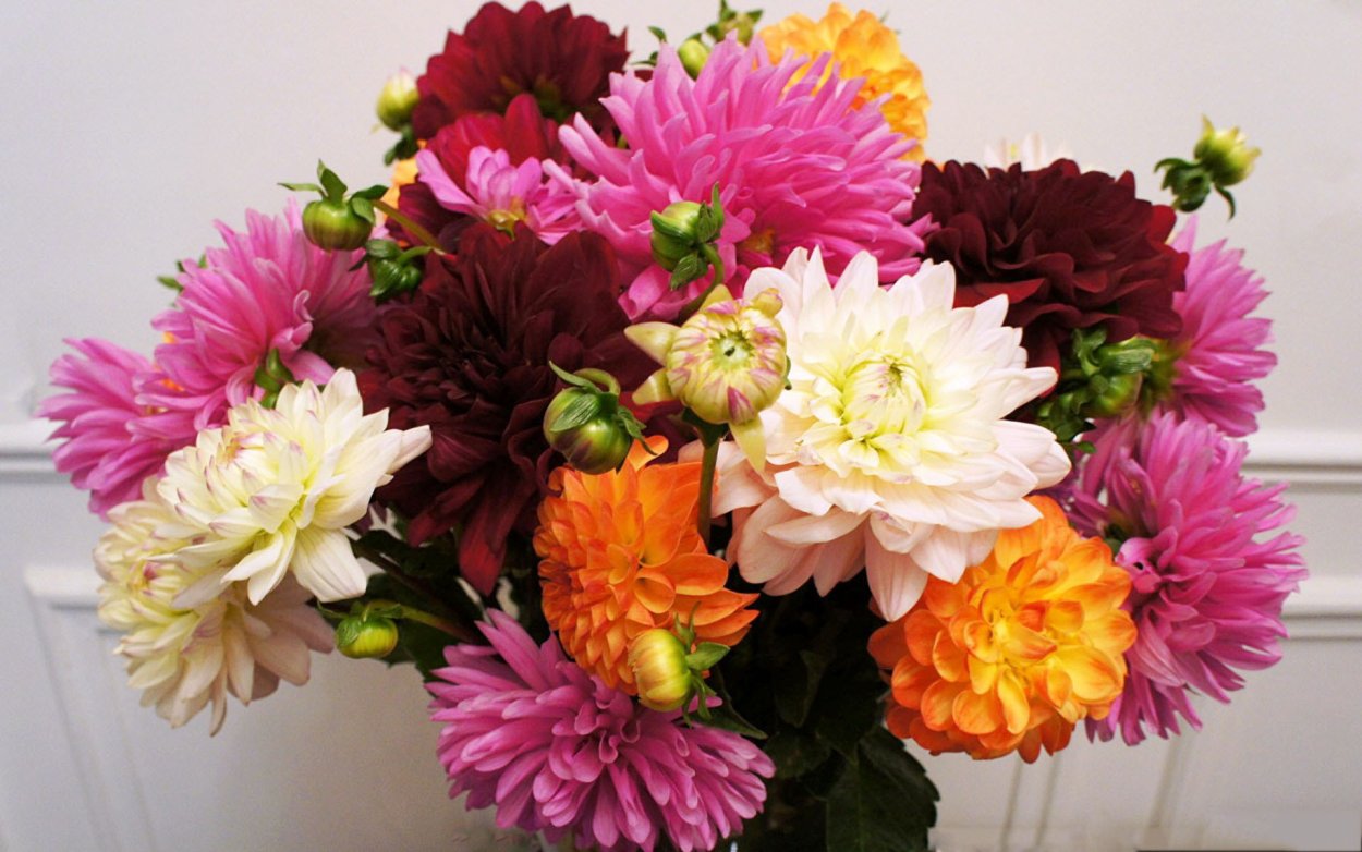 Пионы, гладиолусы, ноготки, хризантемы