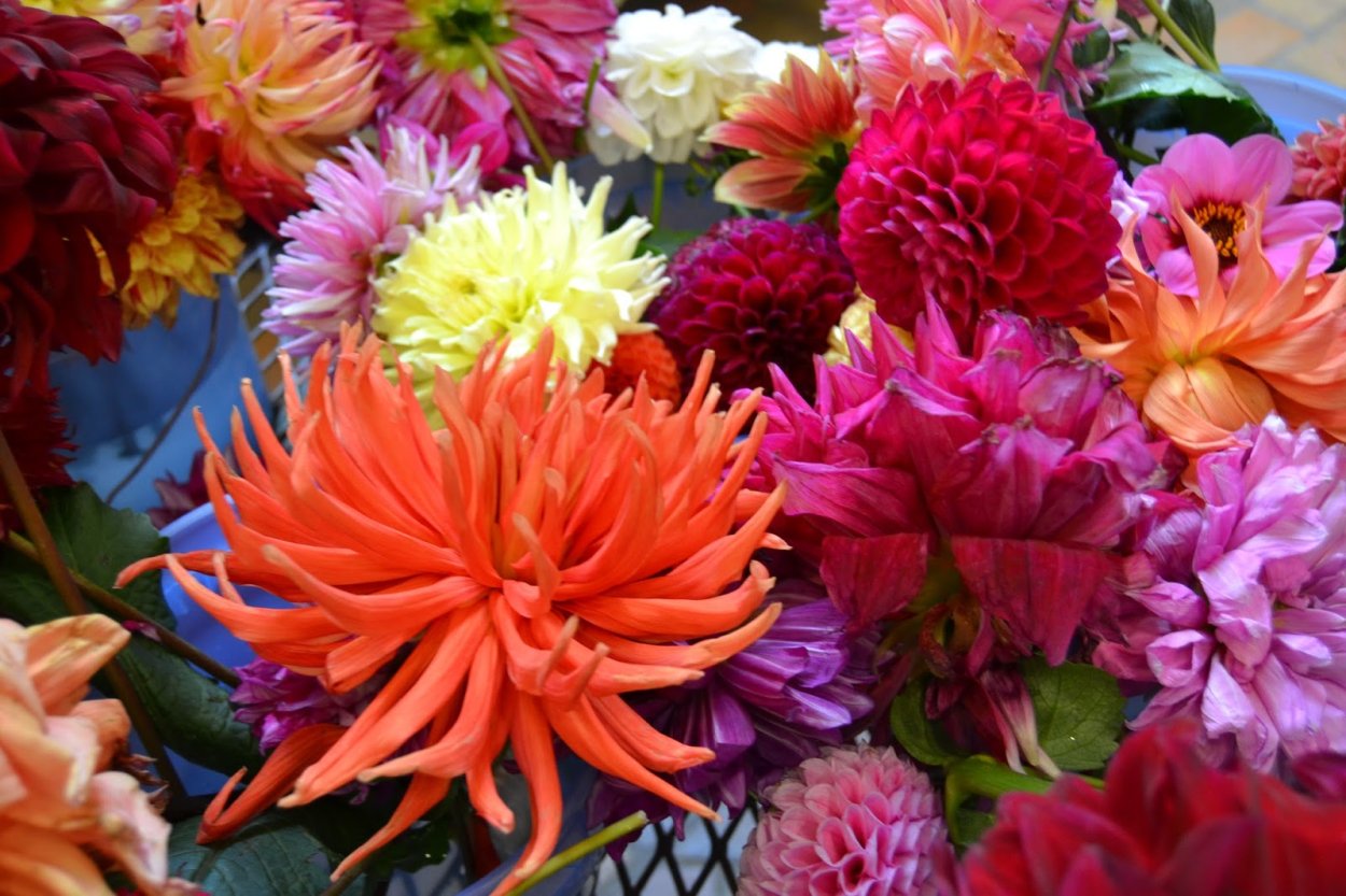 Георгины экибано