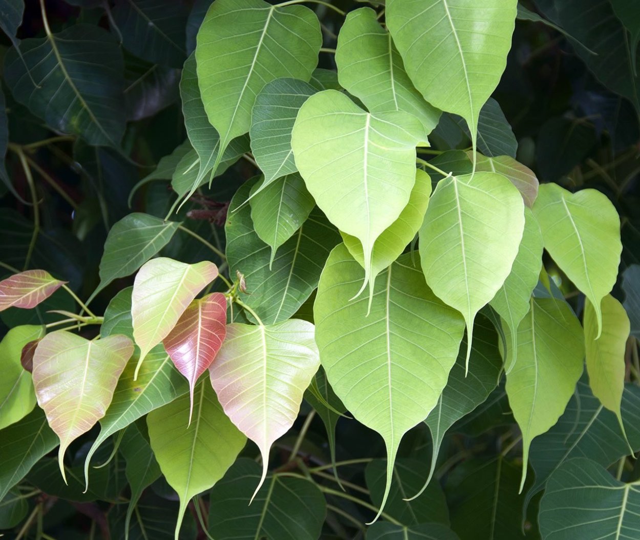Фикус каучуконосный (Rubber Plant)
