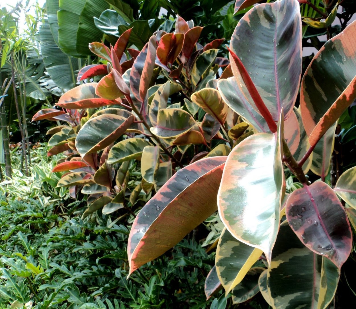 Фикус с синими листьями