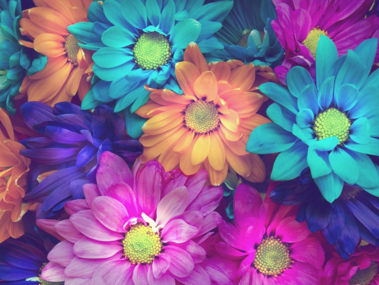 Африканская Ромашка остеоспермум