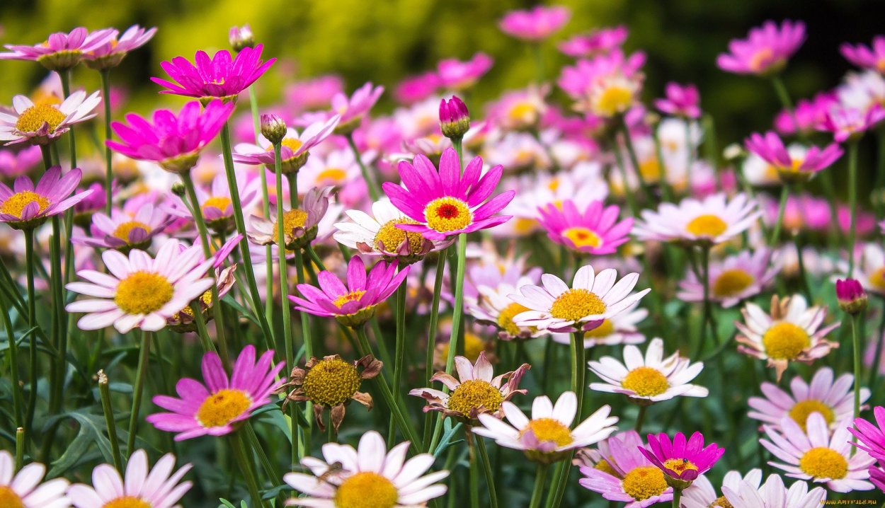 Желтые цветочки