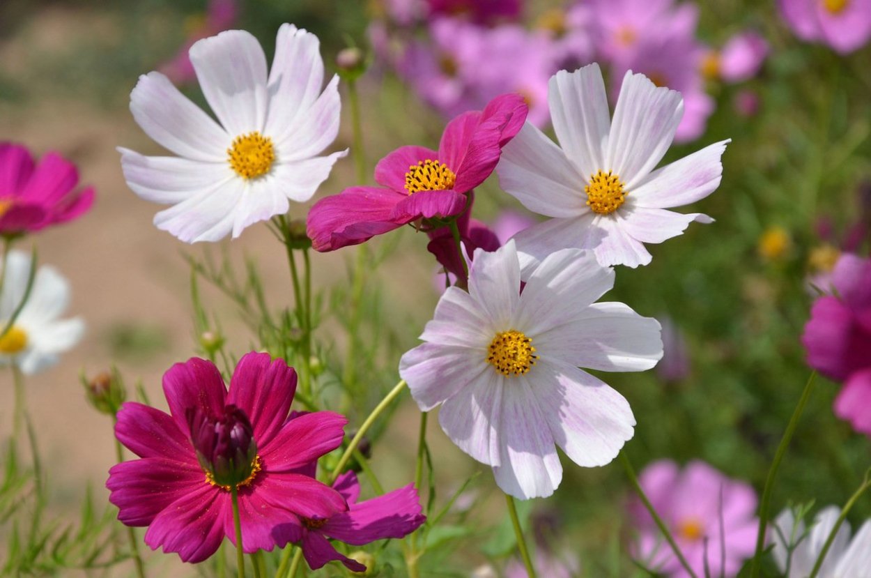 Остеоспермум Copper