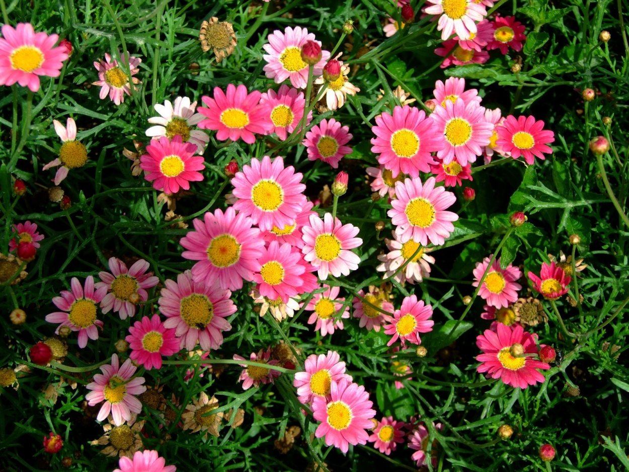 Ромашка космея многолетняя