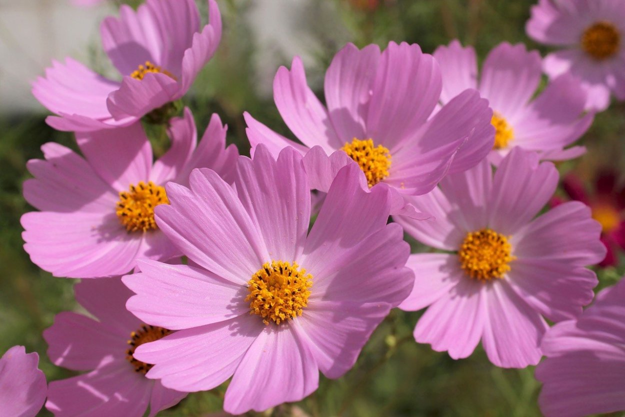 Космея розовая Долина