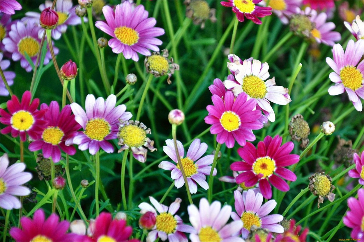 Разноцветные цветы