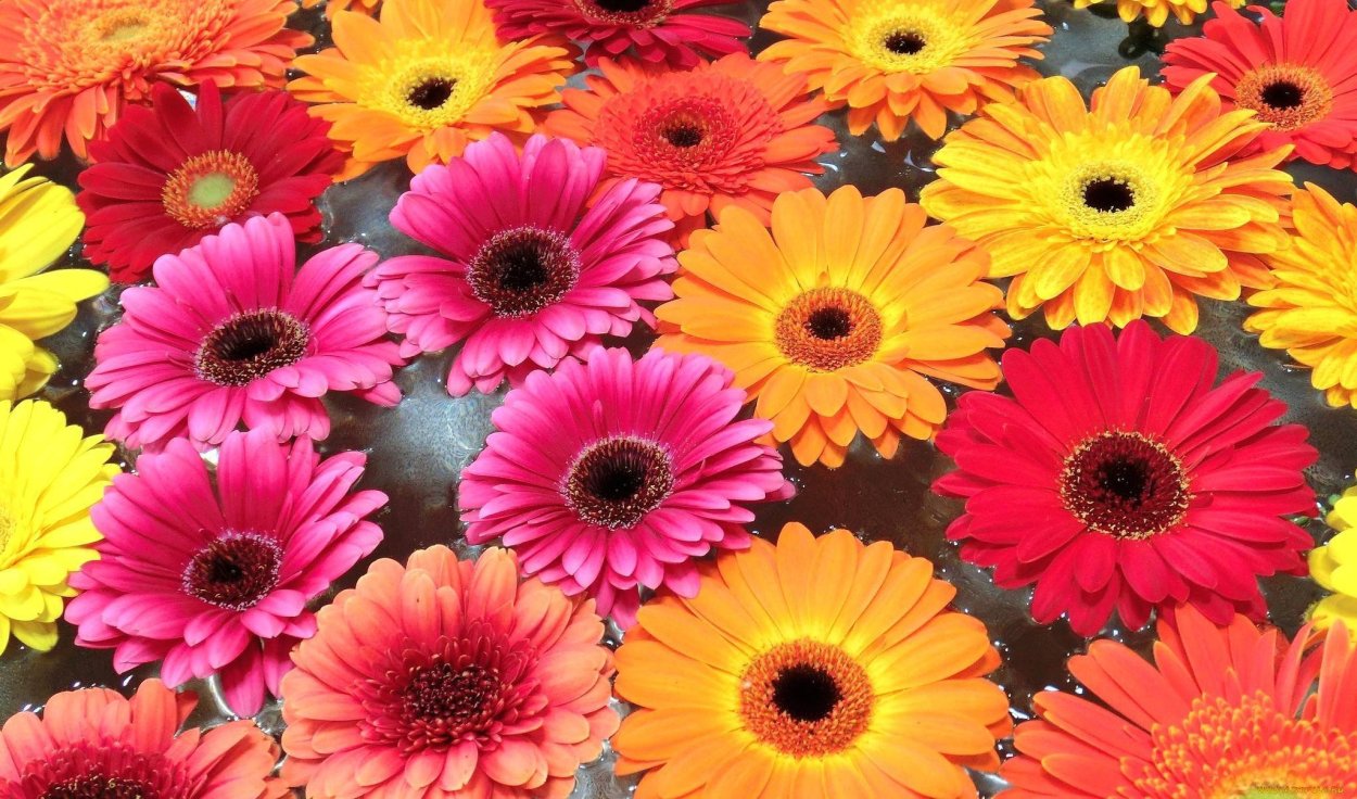 Однолетники космея