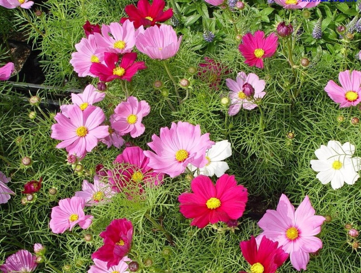 Календула фиолетовая