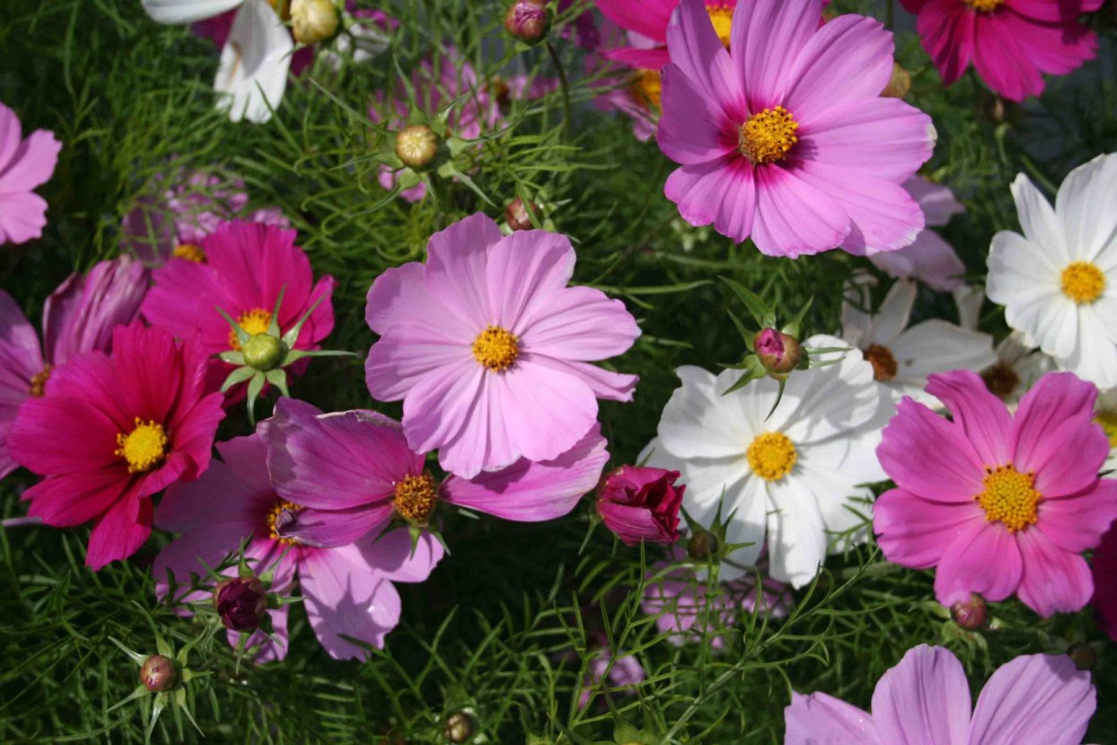 Остеоспермум Санни Феликс