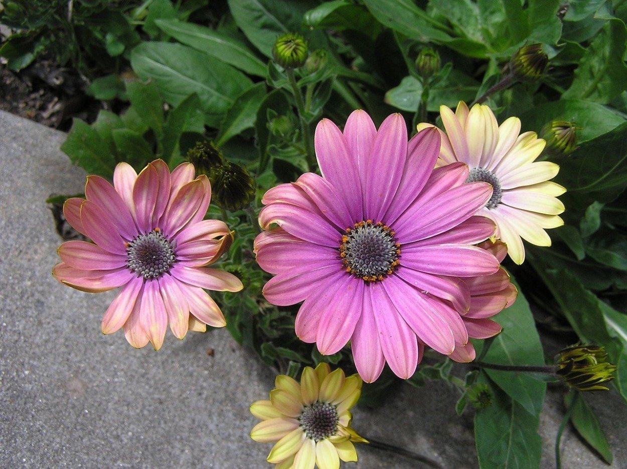 Красивые цветочки