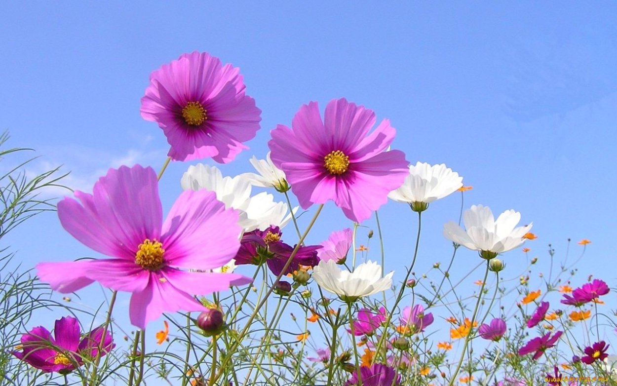 Ромашка сердечком