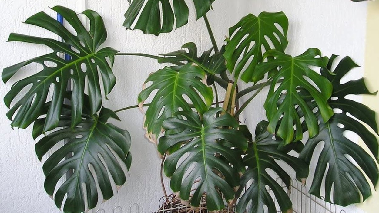 Монстера Фридрихшталя