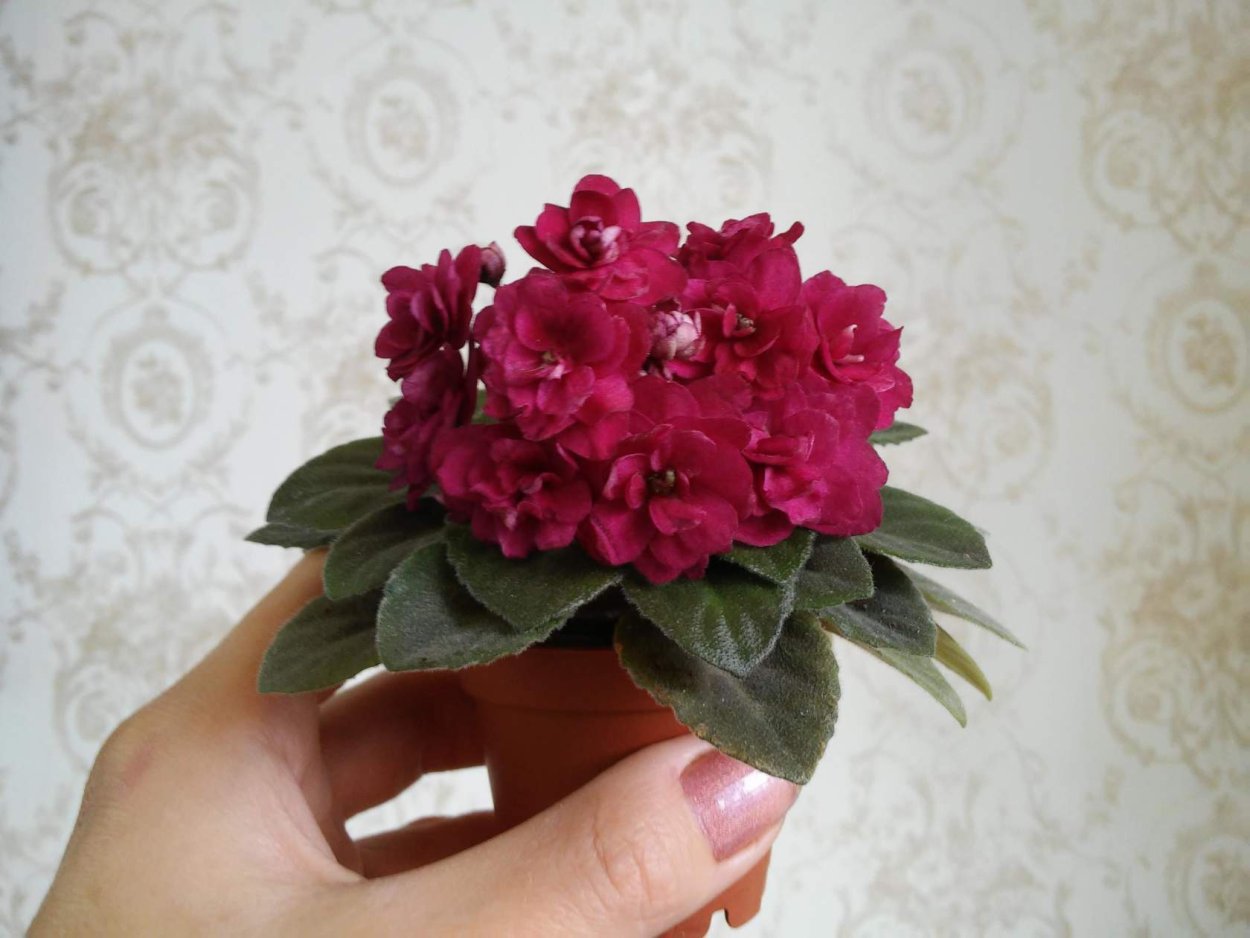 Фиалка Петит Бларни