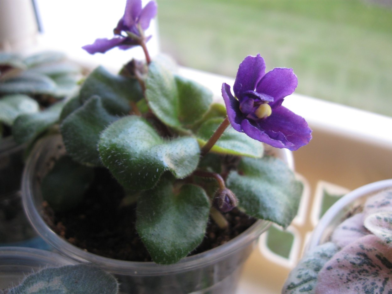 Микромини фиалки