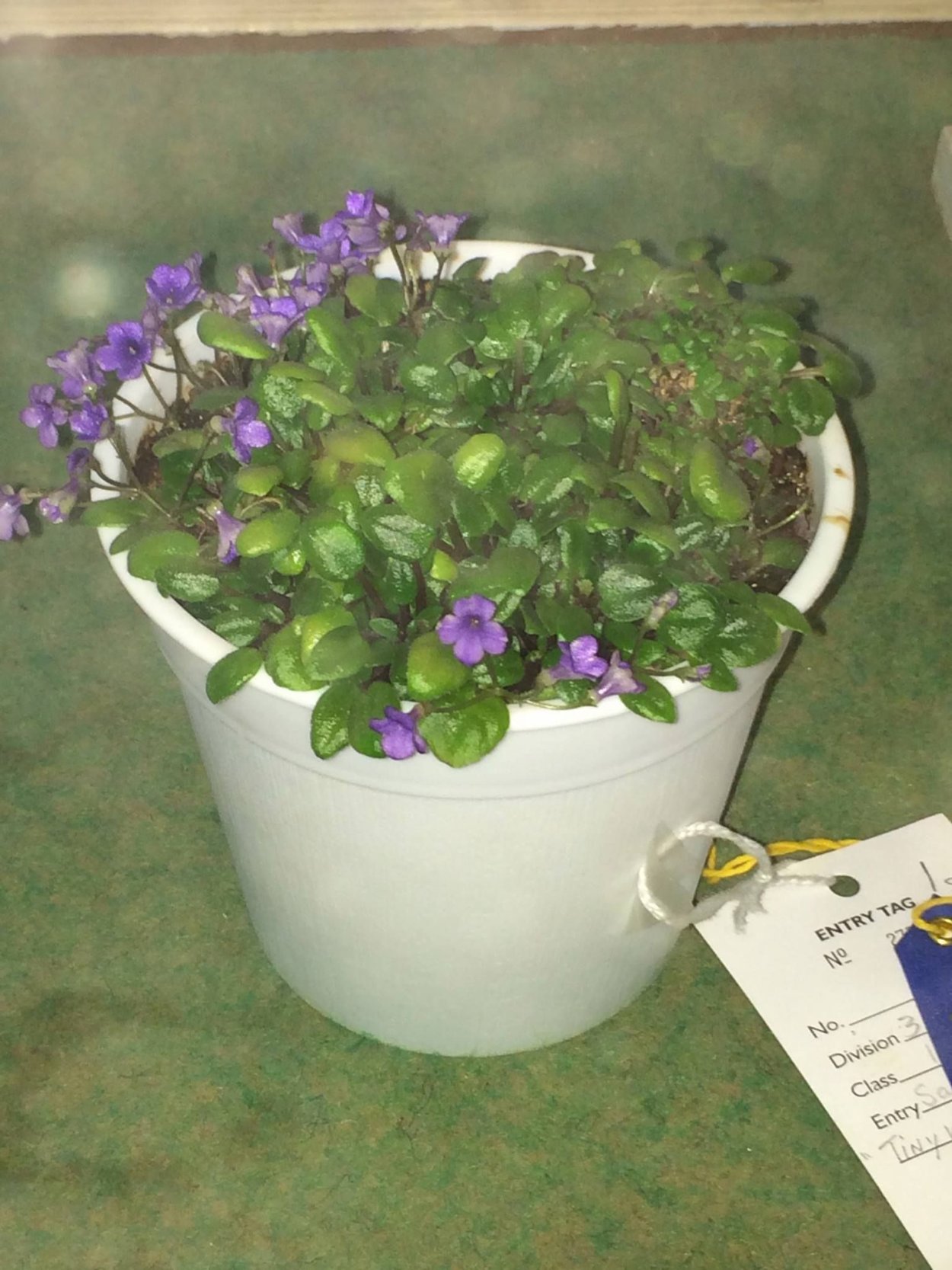 Микромини фиалки